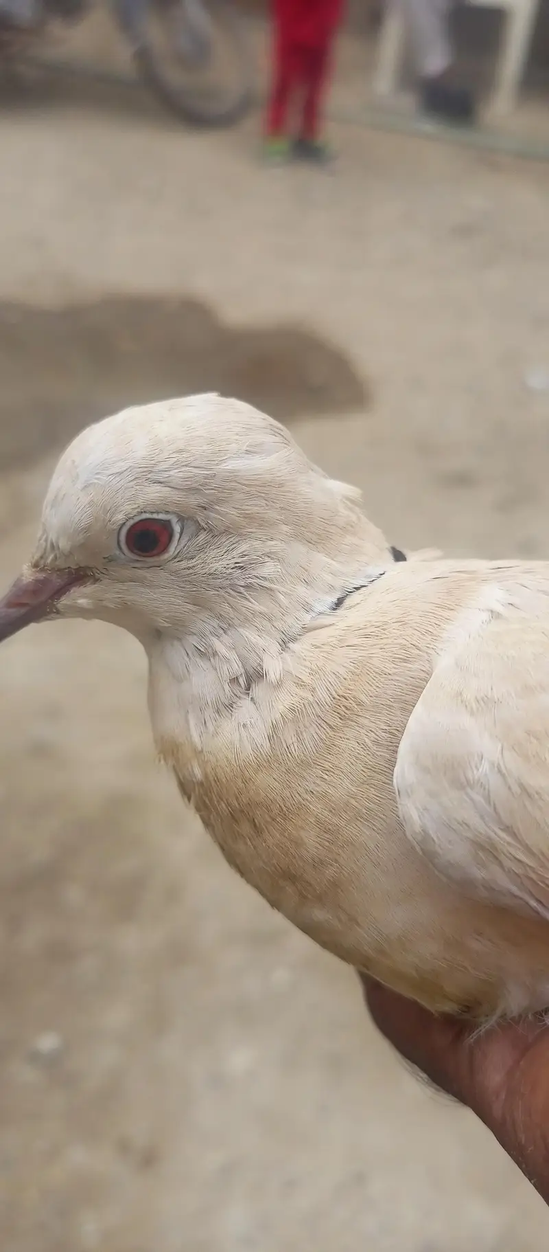 Dove for sale — photo 7
