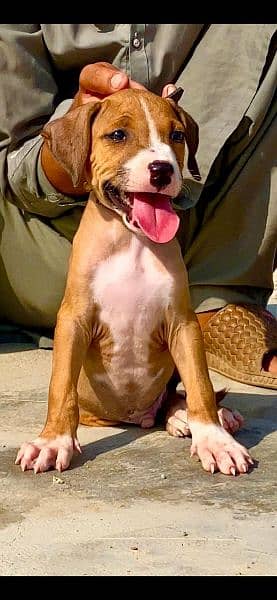 khalas bulli mail 2 mahant for sale active and healthy cargo available