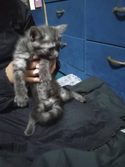 Persian cats