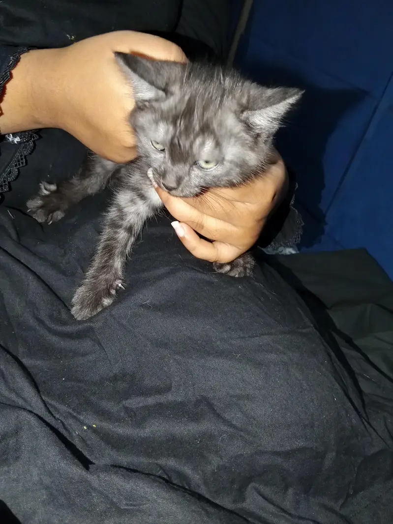 Persian cats — photo 2