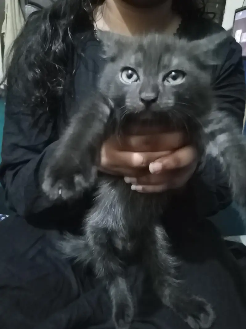Persian cats — photo 3