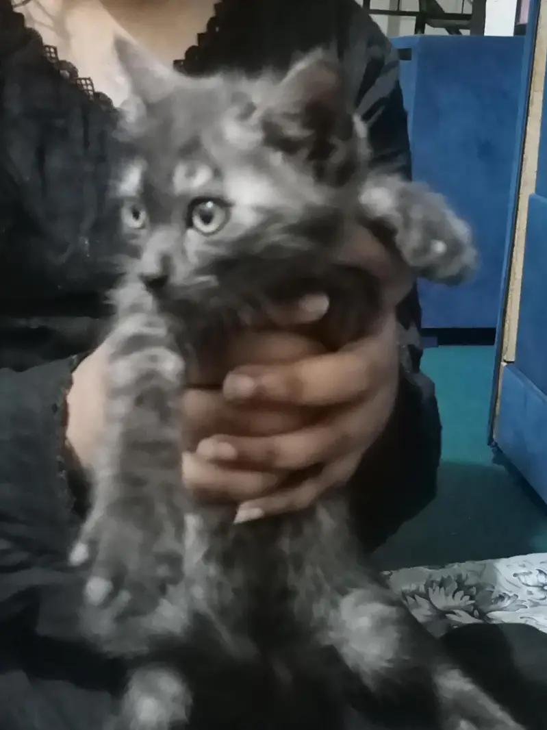 Persian cats — photo 4