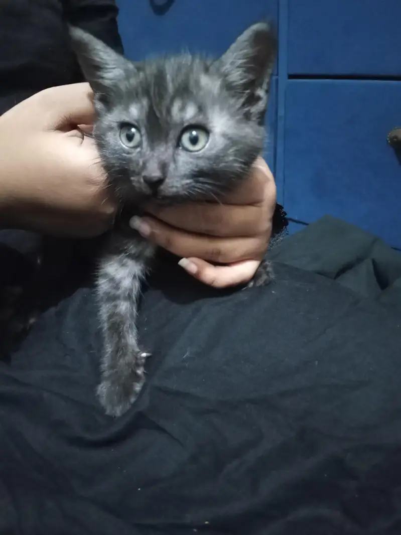 Persian cats — photo 5