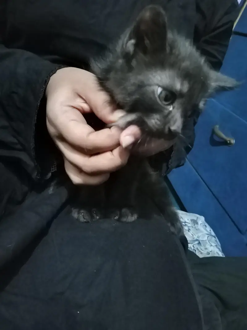 Persian cats — photo 7