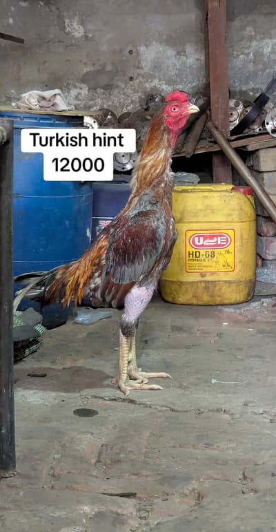 Thai | burmi| turkish | penas pakoya | lasani | aseel | imported aseel