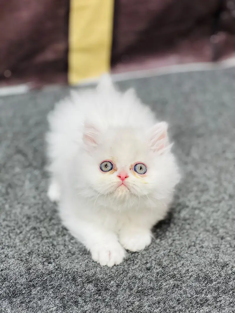 Cash on delivery parshion punch face kittens — photo 6