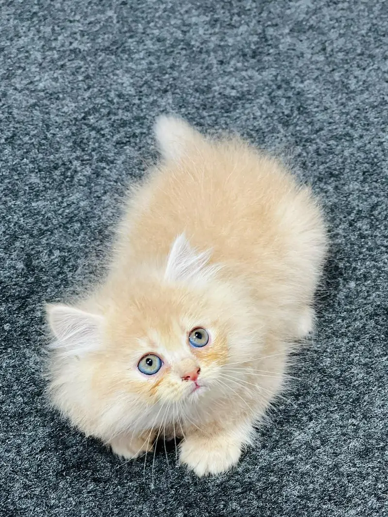 Cash on delivery parshion punch face kittens — photo 7
