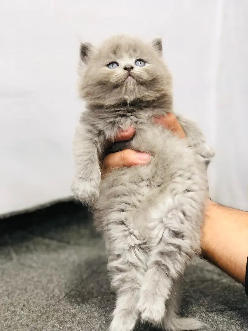 Cash on delivery parshion punch face kittens — photo 9