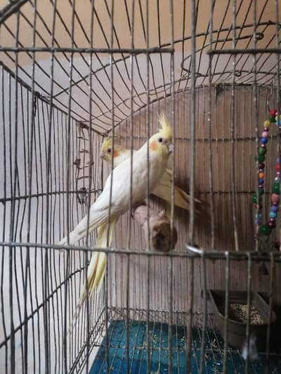 common white for sale