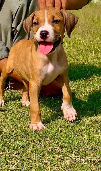 khalas bulli mail 2 mahant for sale cargo available all panjab