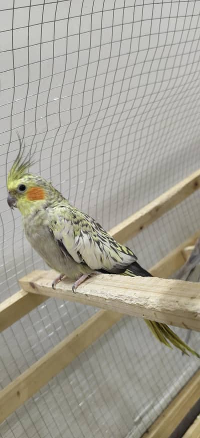 fully breeder cockatiels and budgies