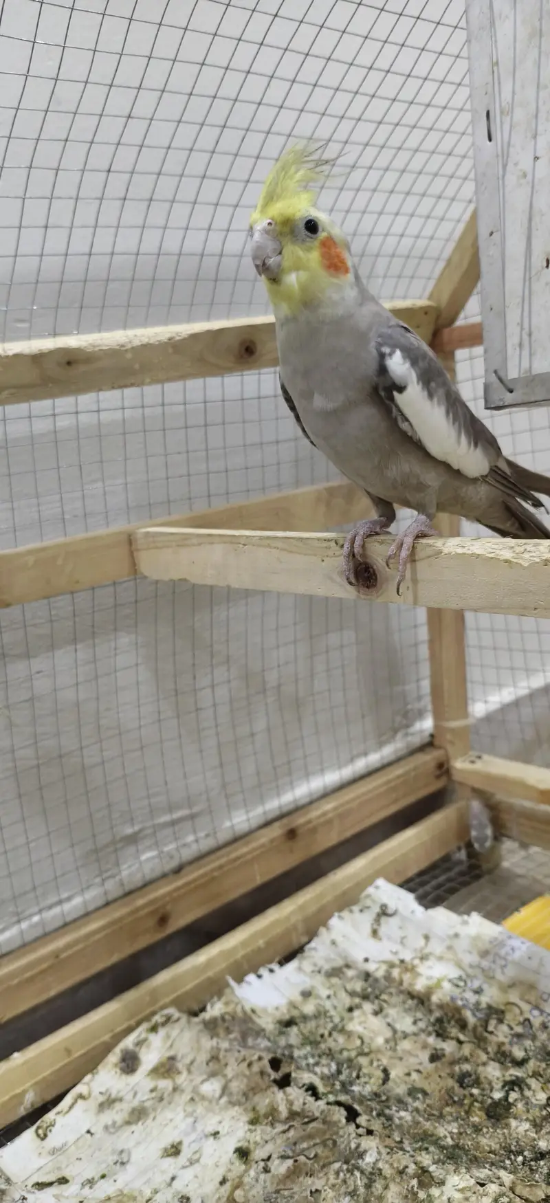 fully breeder cockatiels and budgies — photo 2