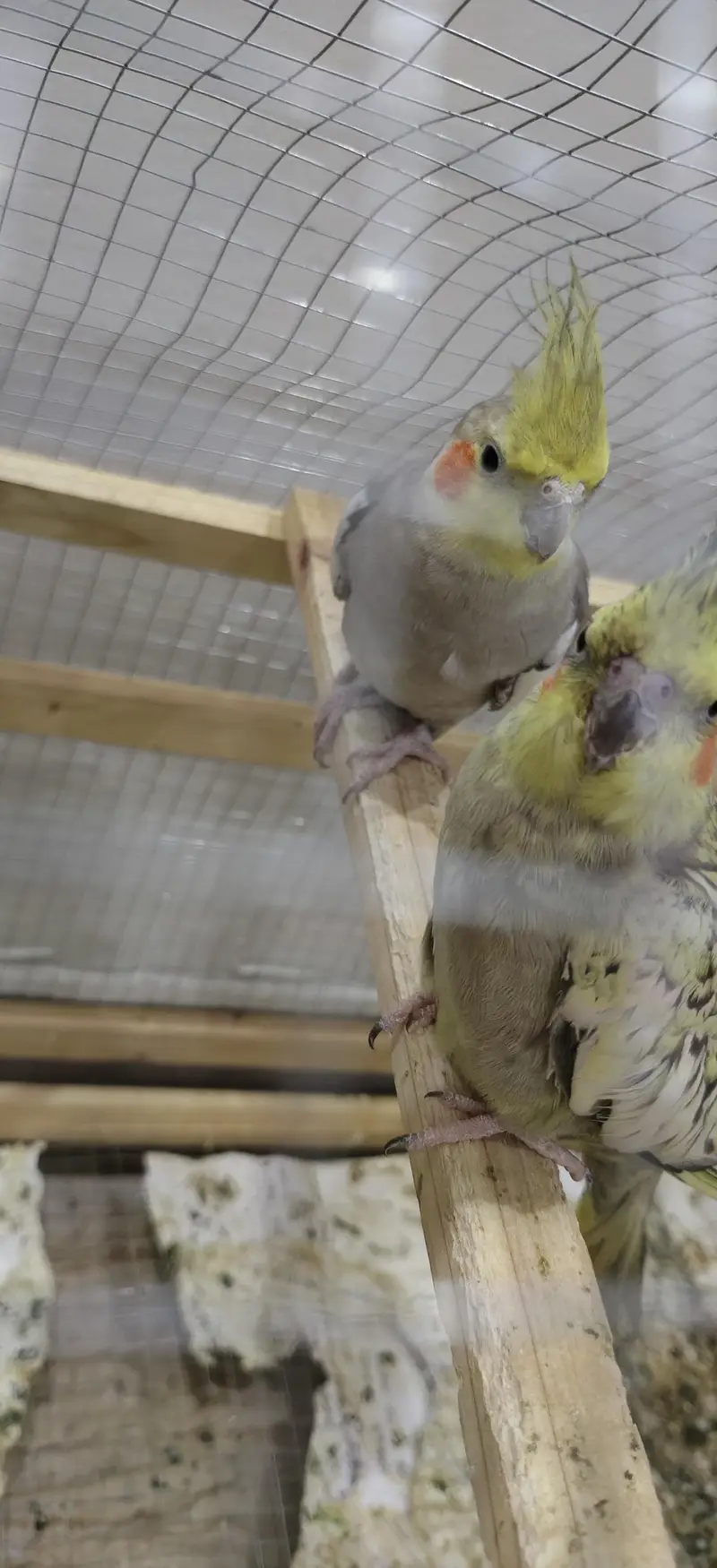 fully breeder cockatiels and budgies — photo 3
