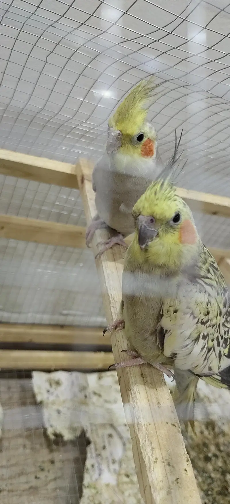 fully breeder cockatiels and budgies — photo 4