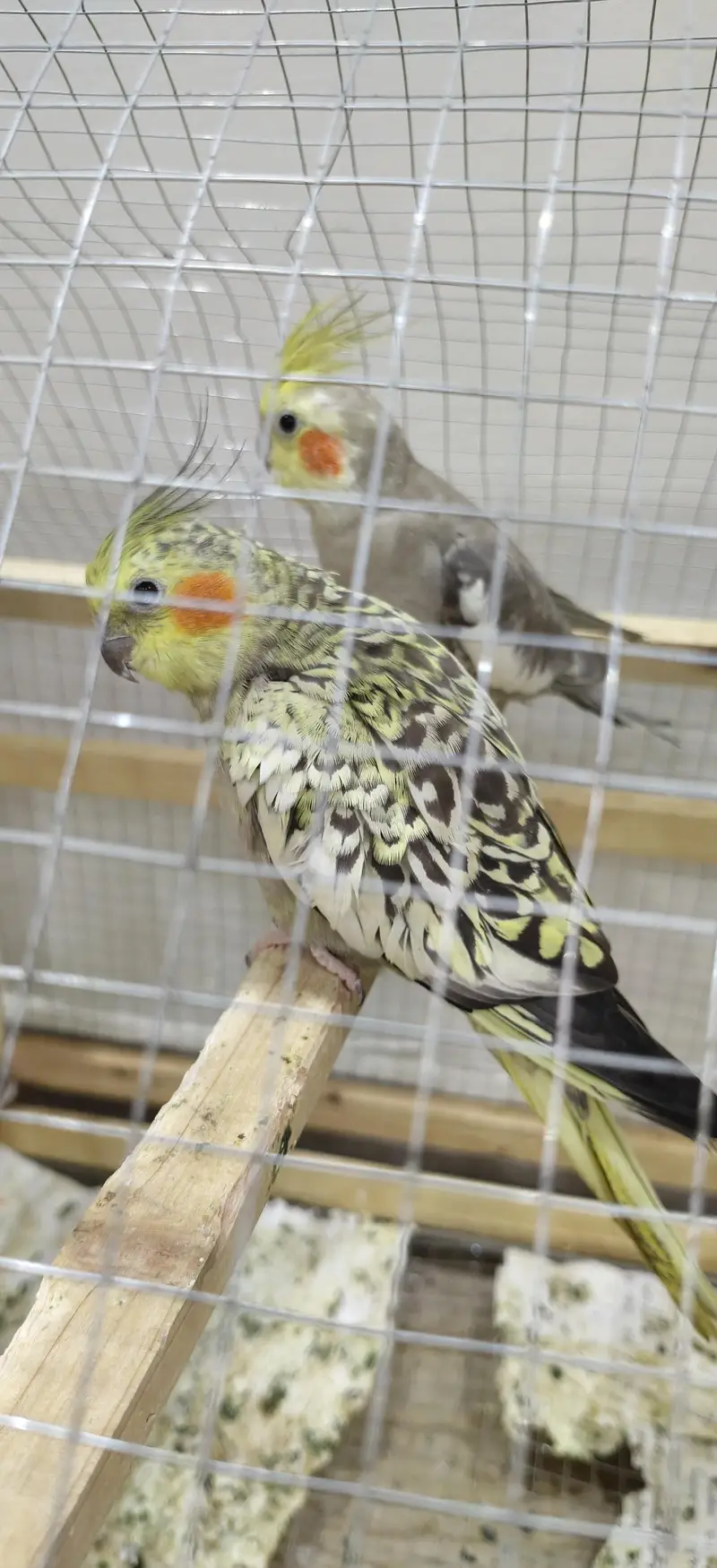 fully breeder cockatiels and budgies — photo 5