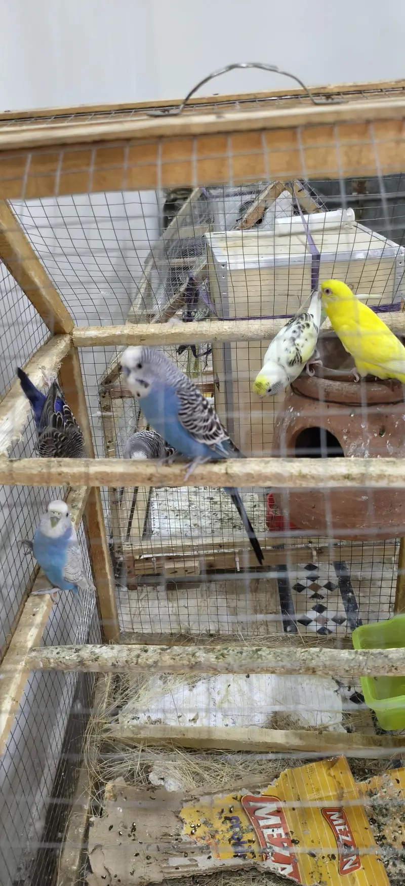 fully breeder cockatiels and budgies — photo 6