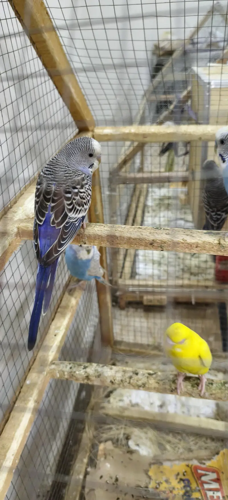 fully breeder cockatiels and budgies — photo 7