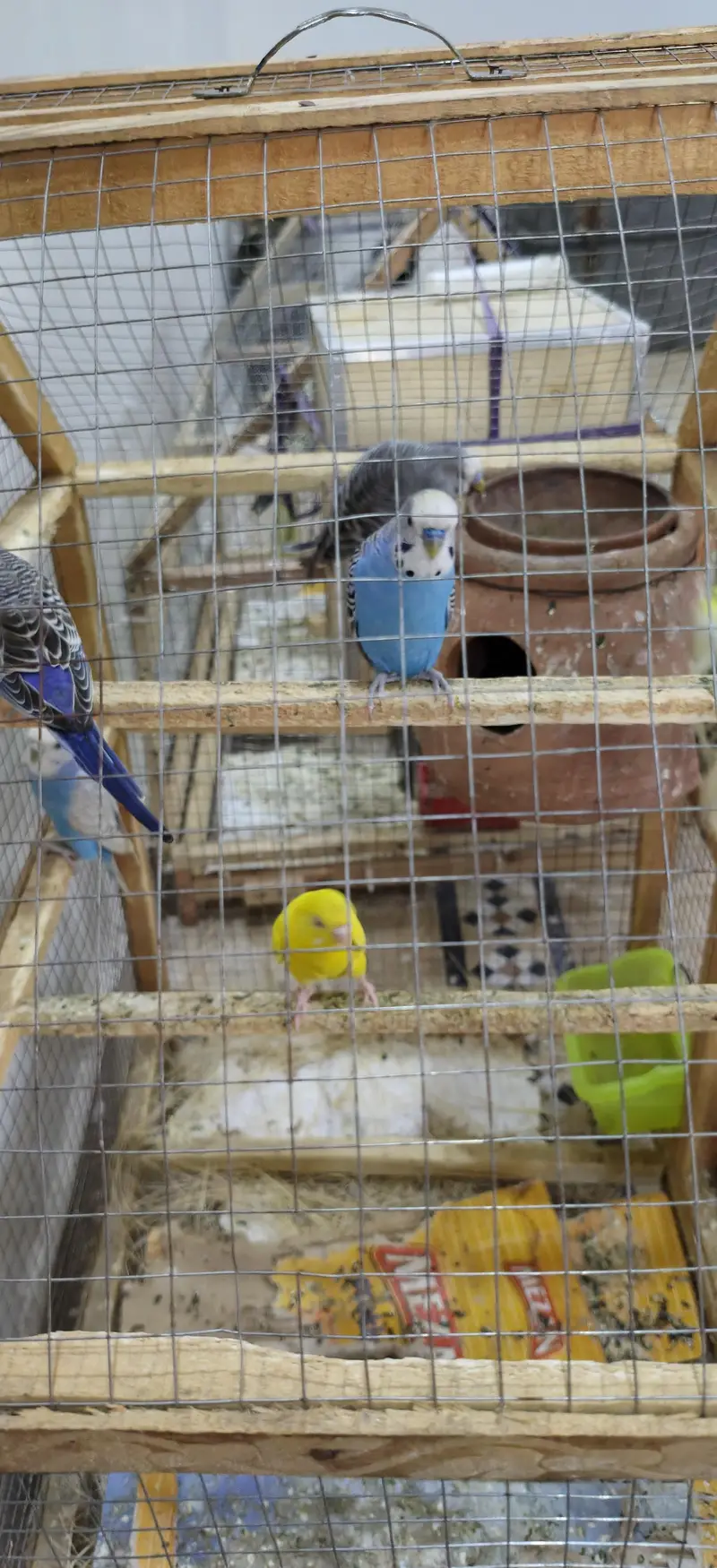 fully breeder cockatiels and budgies — photo 8