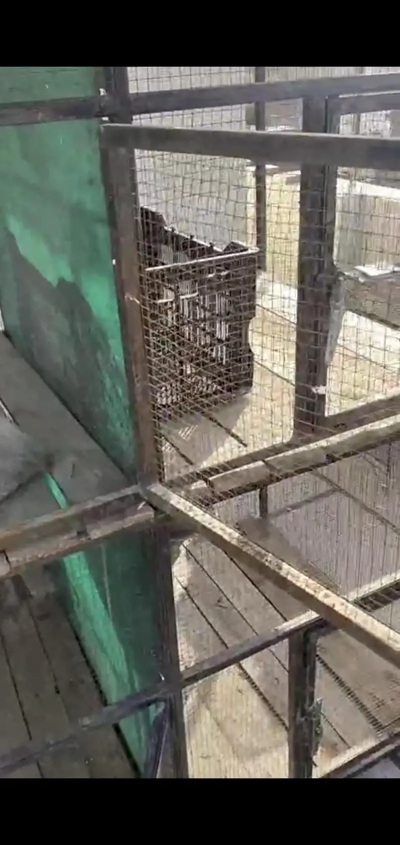 Steel Double portion Cage for sale — photo 3