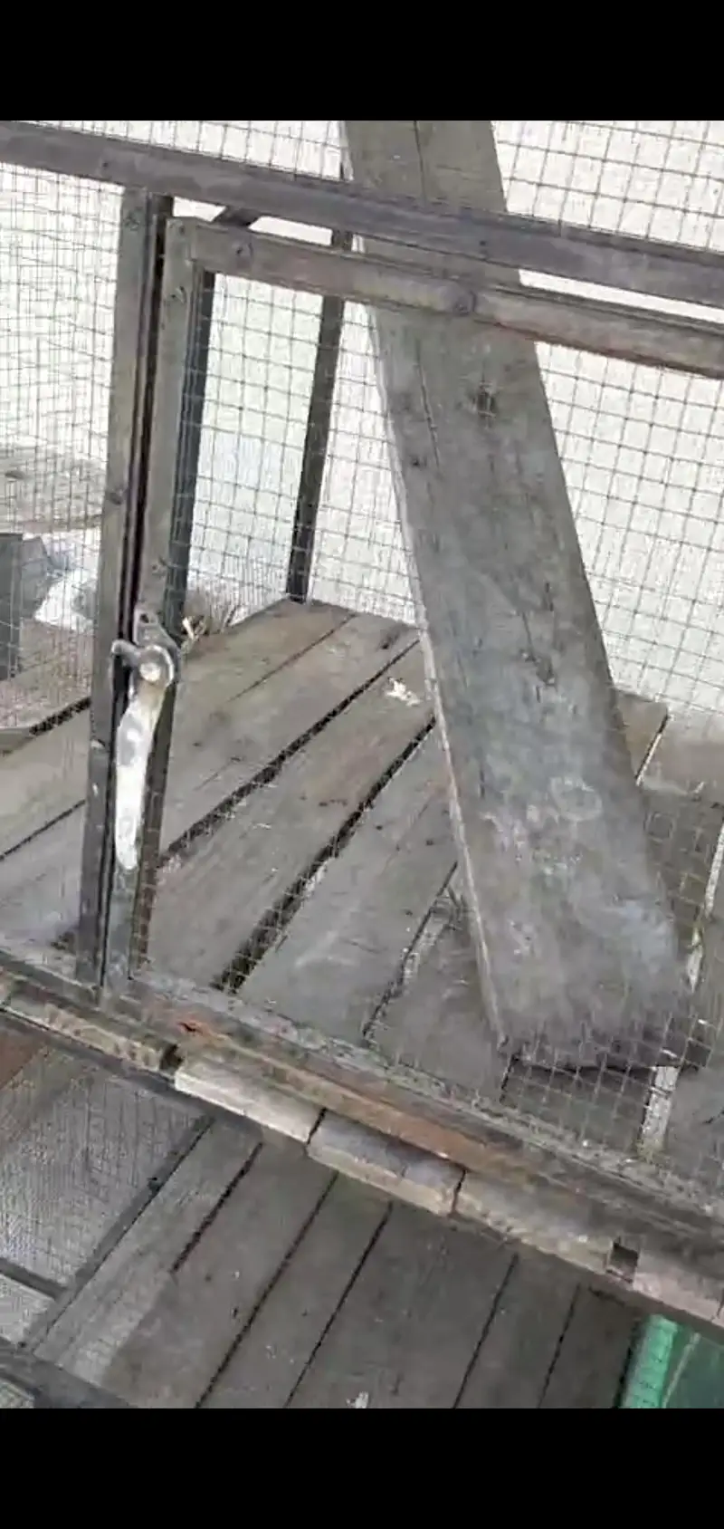 Steel Double portion Cage for sale — photo 5