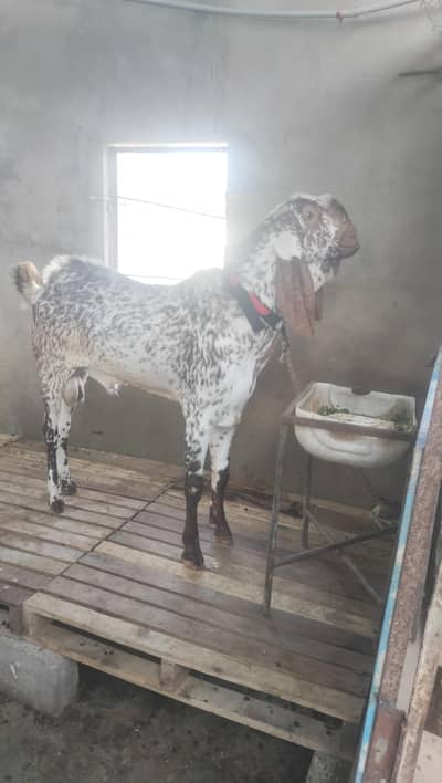 makka chini bakra breeder