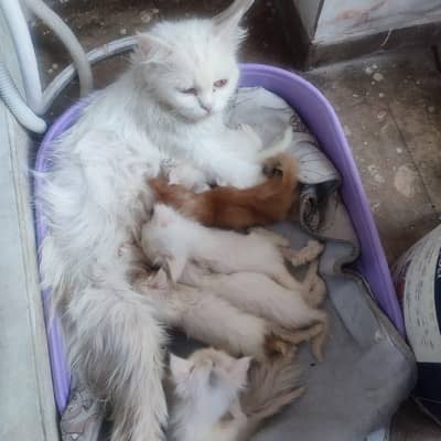 Cute Cats and Kittens