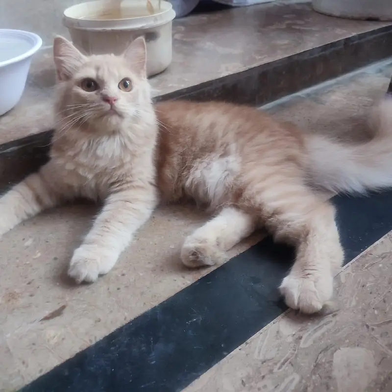 Cute Cats and Kittens — photo 2