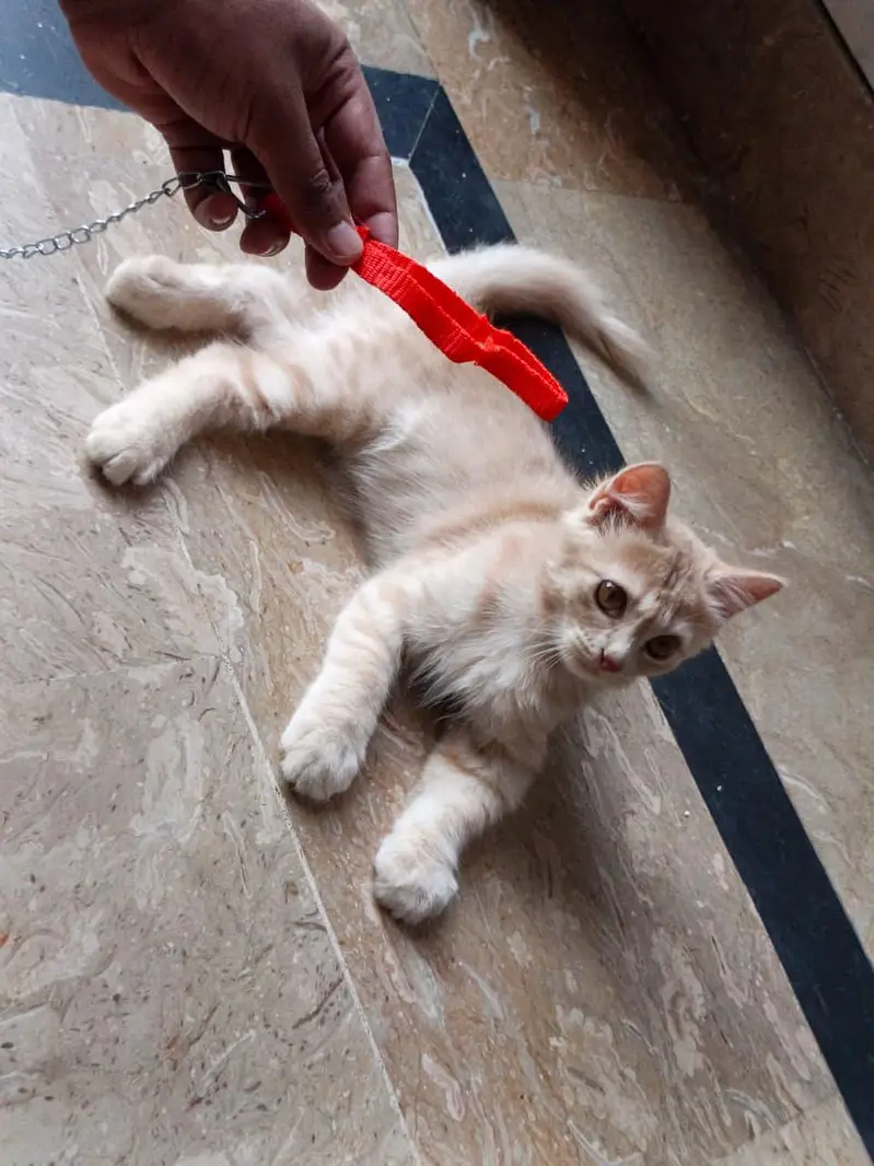 Cute Cats and Kittens — photo 3