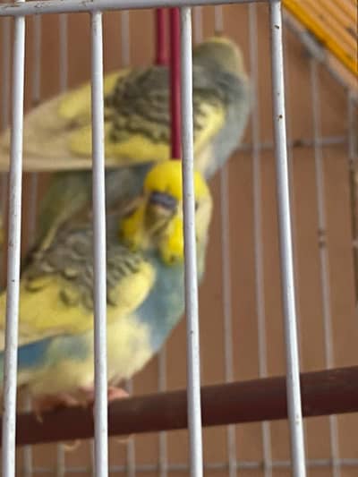 Australian parrot with cage