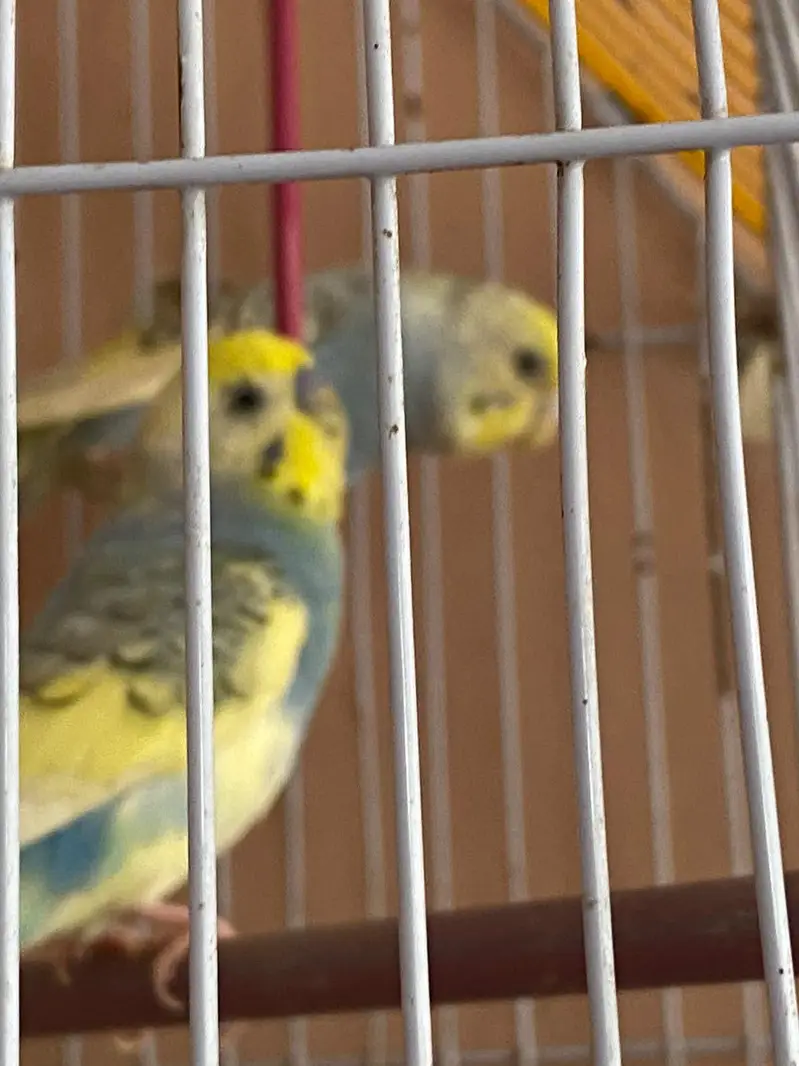 Australian parrot with cage — photo 2