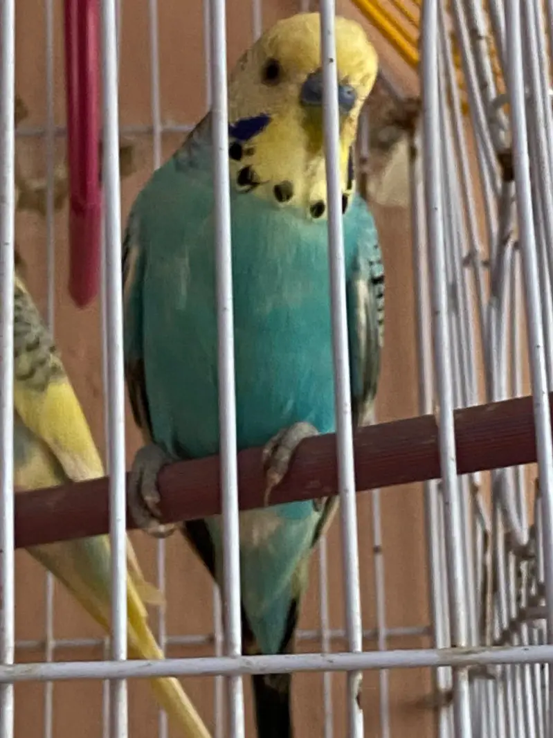 Australian parrot with cage — photo 3