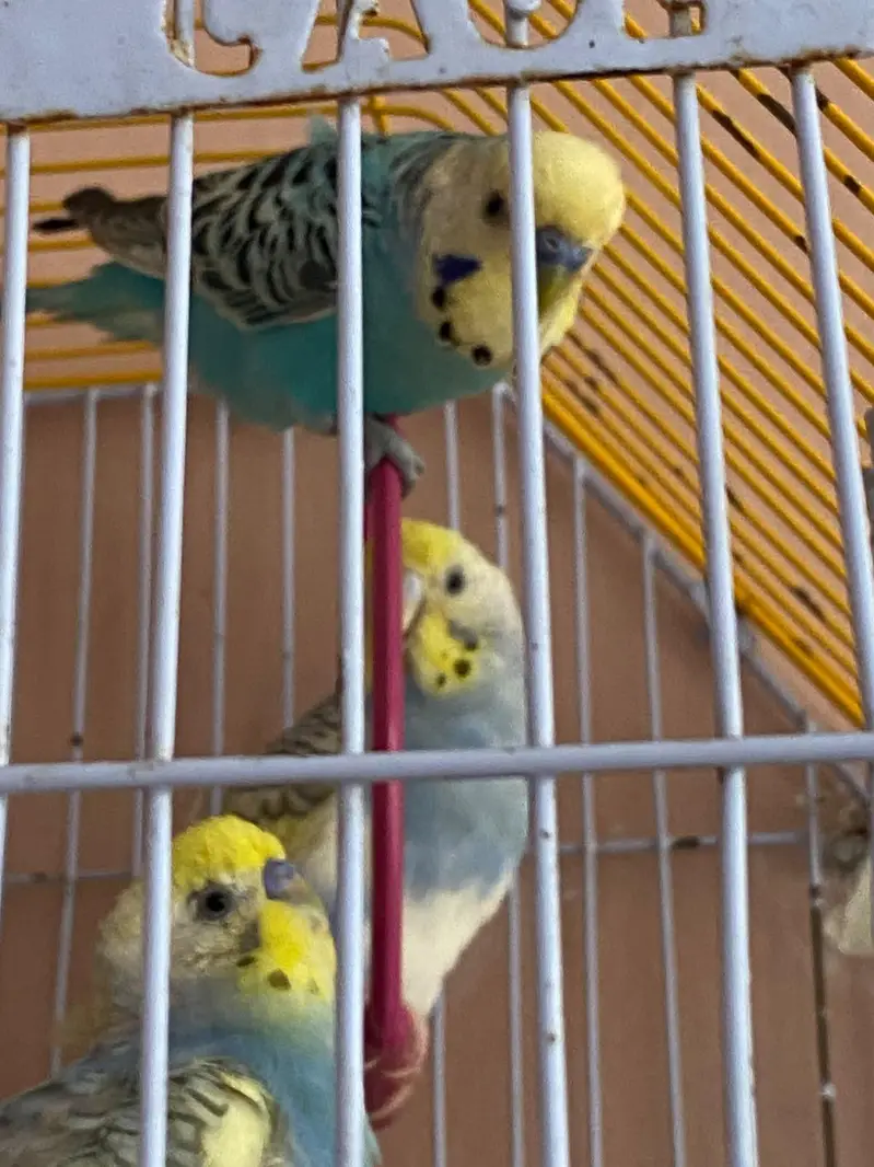 Australian parrot with cage — photo 4