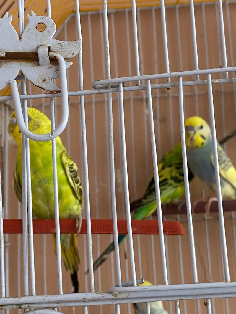 Australian parrot with cage — photo 5
