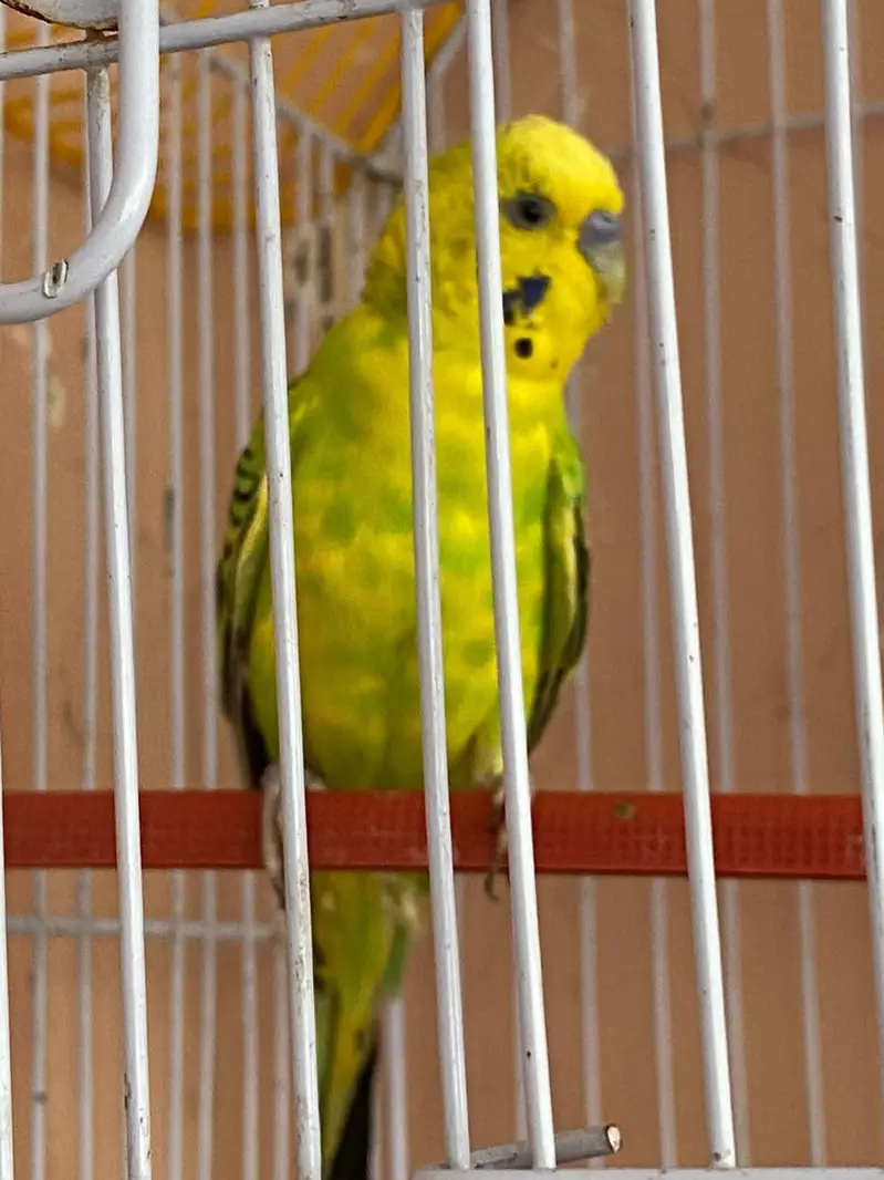 Australian parrot with cage — photo 6