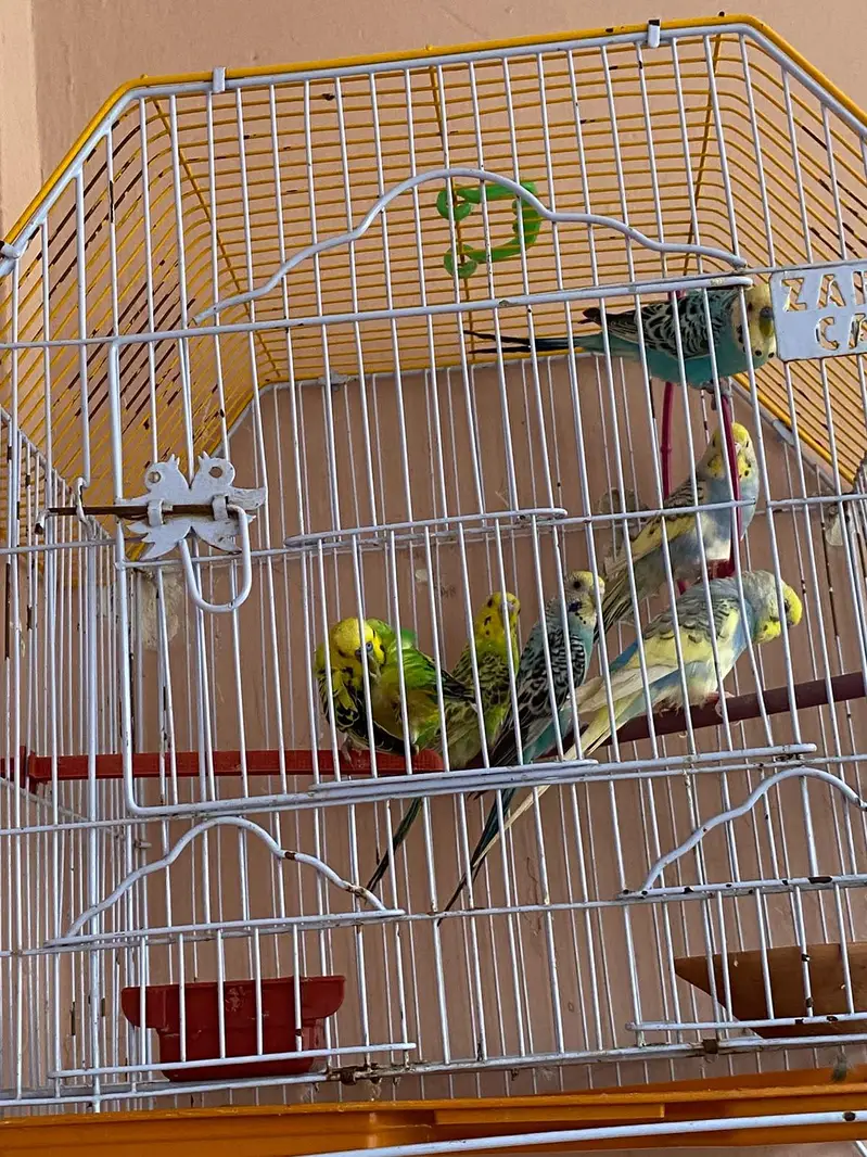 Australian parrot with cage — photo 7