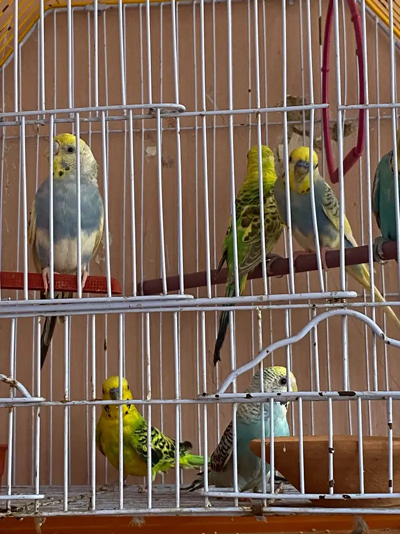 Australian parrot with cage — photo 8