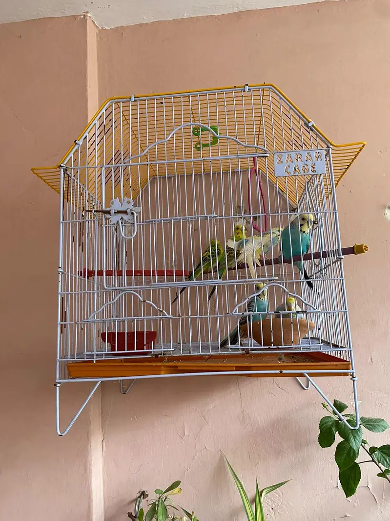 Australian parrot with cage — photo 9