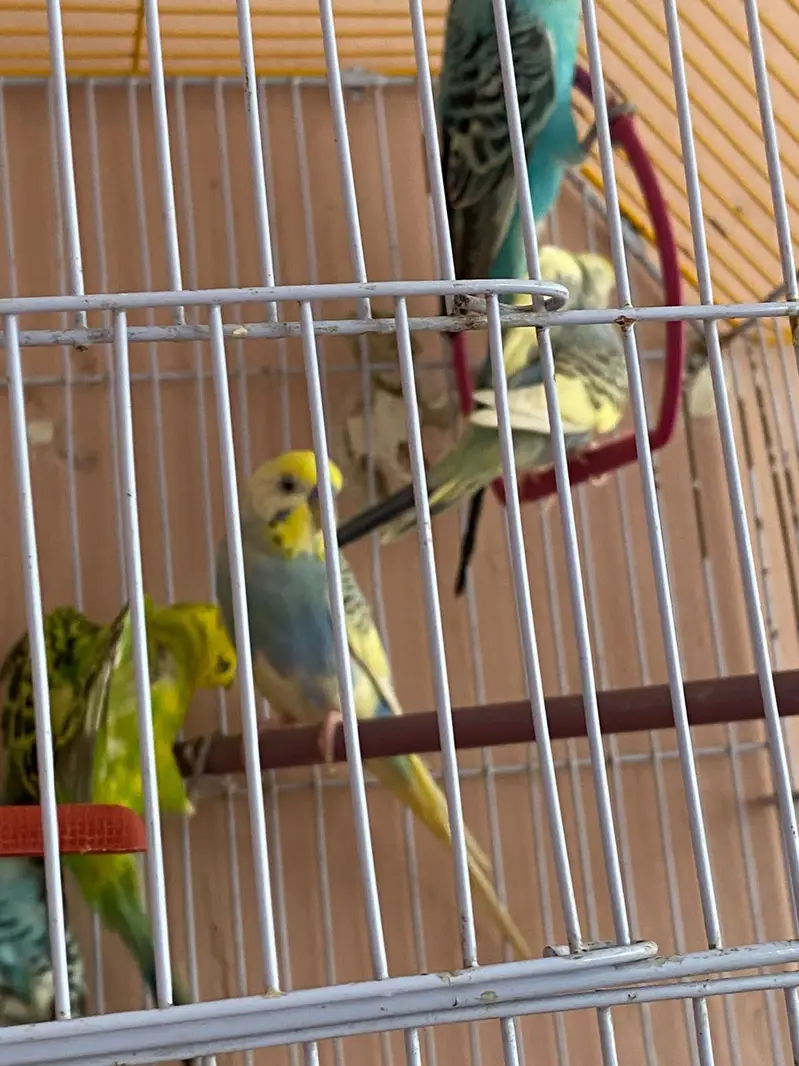 Australian parrot with cage — photo 10