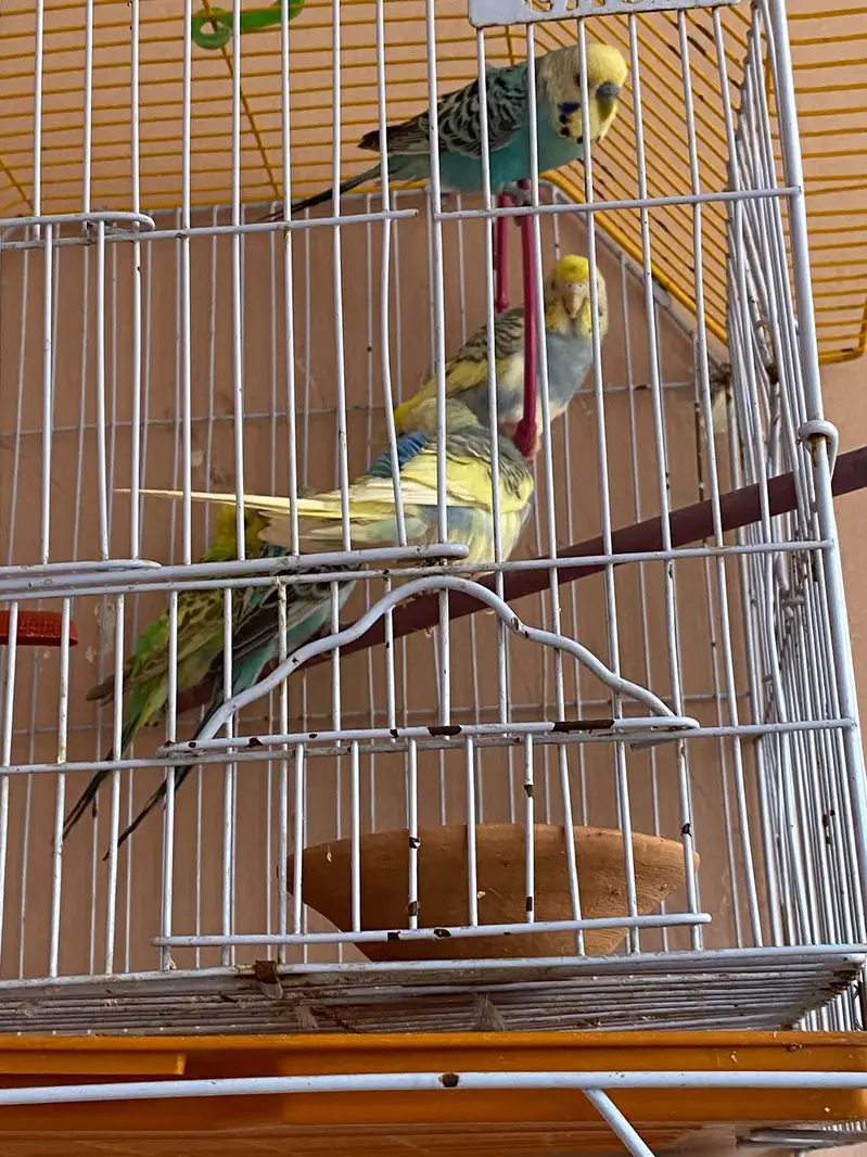 Australian parrot with cage — photo 11