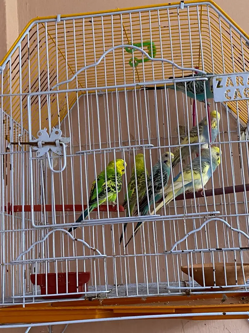 Australian parrot with cage — photo 12