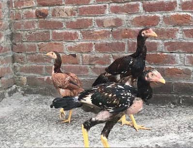 2 males or 1 female for sale