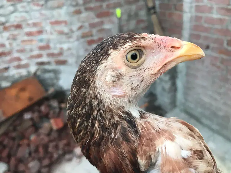 2 males or 1 female for sale — photo 2