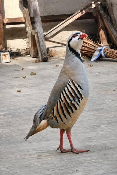 birds bilkol ok ha