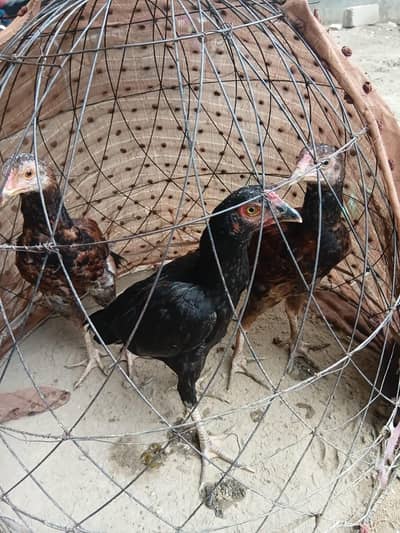 3 Aseel Male chicks for sale