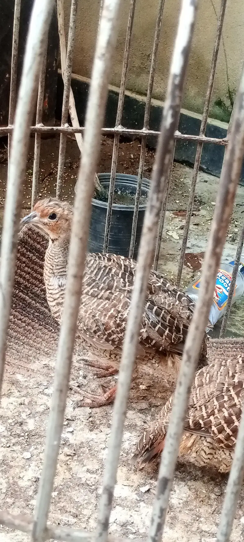 1 male 2 female — photo 2