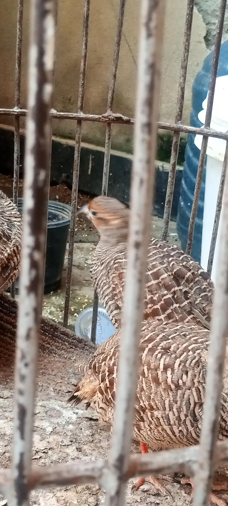 1 male 2 female — photo 3