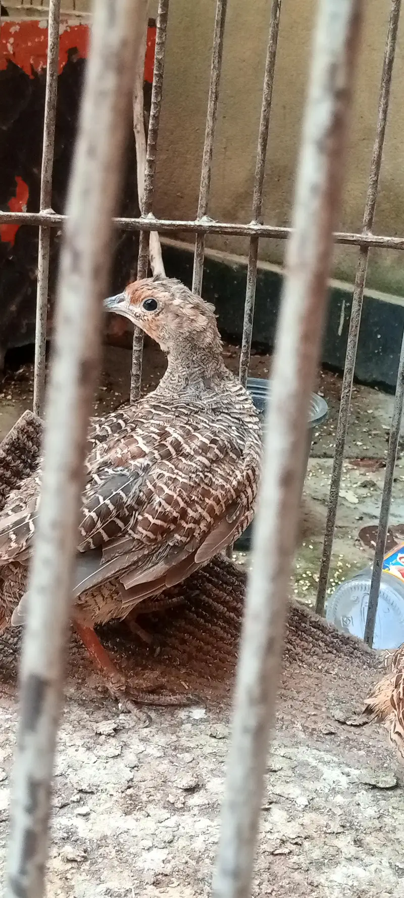 1 male 2 female — photo 4