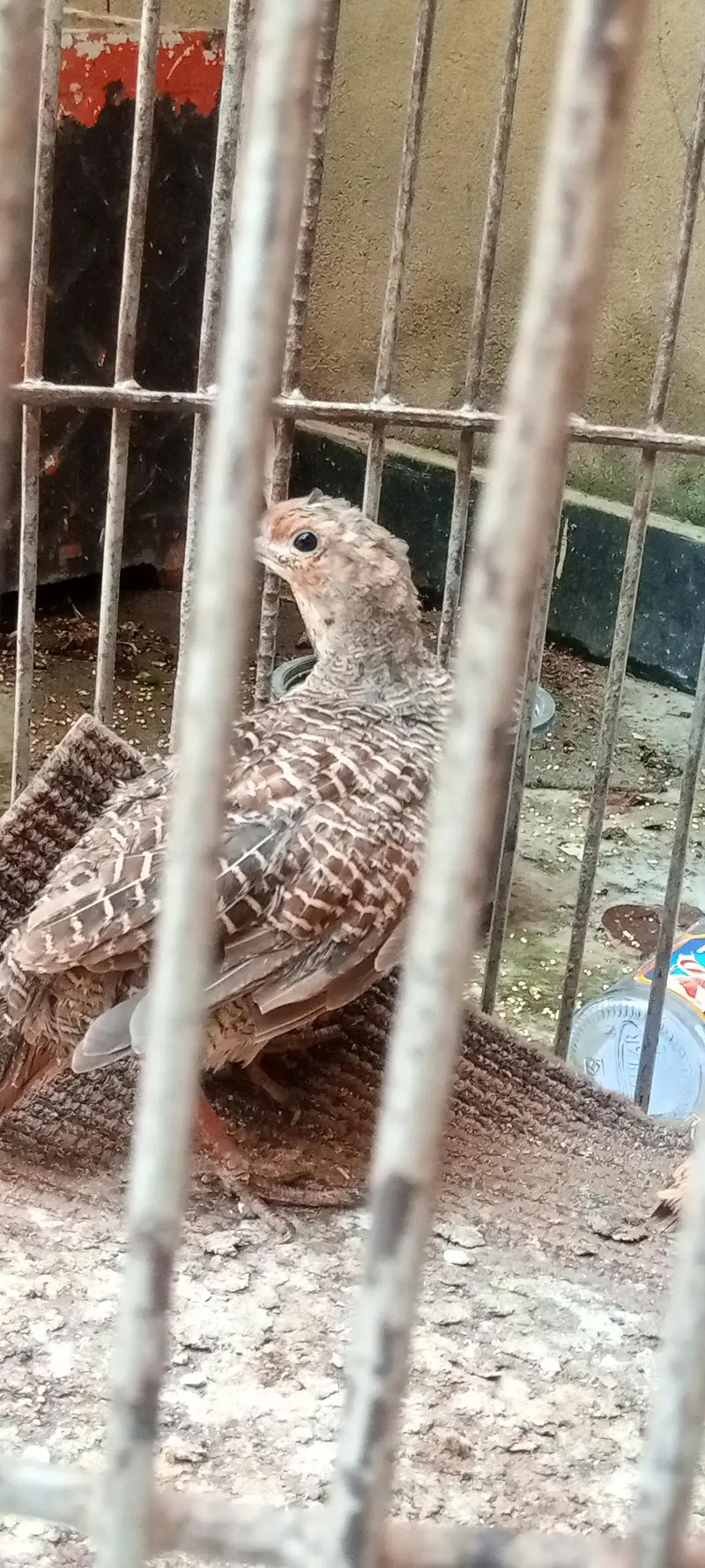 1 male 2 female — photo 5