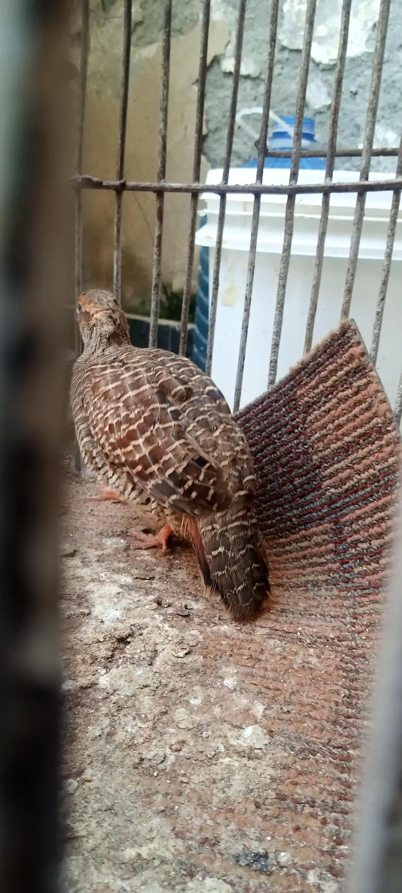 1 male 2 female — photo 6
