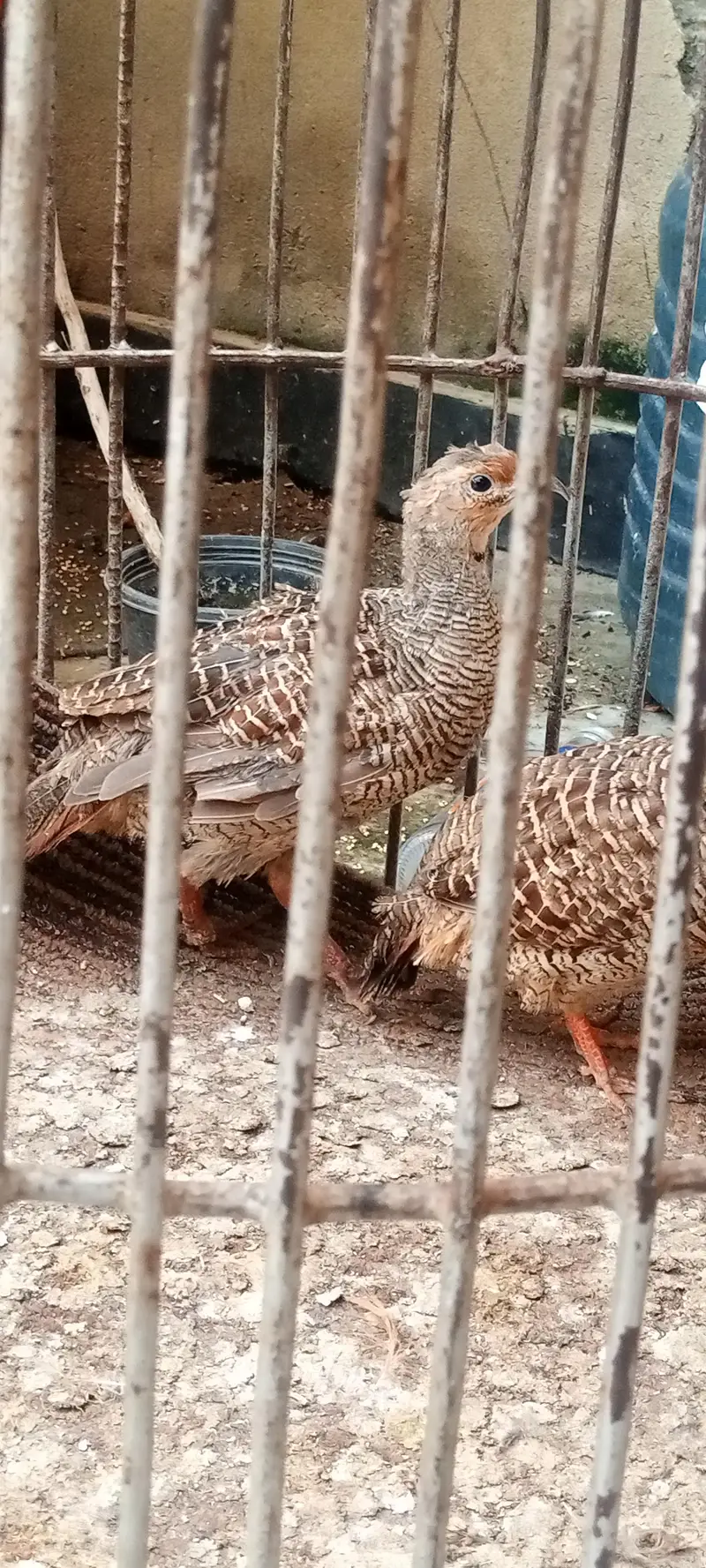 1 male 2 female — photo 7